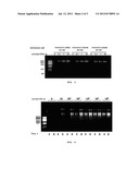 Method for the Replication, Amplification or Sequencing of a DNA Template diagram and image