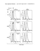 Nucleic acid encoding apoptotic anti-ige antibodies diagram and image