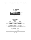 Nucleic acid encoding apoptotic anti-ige antibodies diagram and image