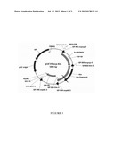 ENHANCEMENT OF BIOMASS PRODUCTION BY DISRUPTION OF LIGHT ENERGY     DISSIPATION PATHWAYS diagram and image