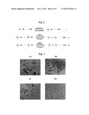 POLYMER MATRICES FOR CELL CULTURE diagram and image