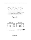 METHOD FOR REGULATING PROTEIN FUNCTION IN CELLS USING SYNTHETIC SMALL     MOLECULES diagram and image