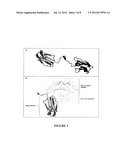 MULTIMERIC POLYPEPTIDES OF HLA-G INCLUDING AT LEAST TWO ALPHA3 DOMAINS AND     PHARMACEUTICAL USES THEREOF diagram and image