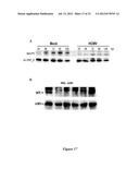 MODULATION OF HUMAN CYTOMEGALOVIRUS REPLICATION BY MICRO-RNA 132 (miR132),     MICRO-RNA 145 (miR145) AND MICRO-RNA 212 (miR212) diagram and image