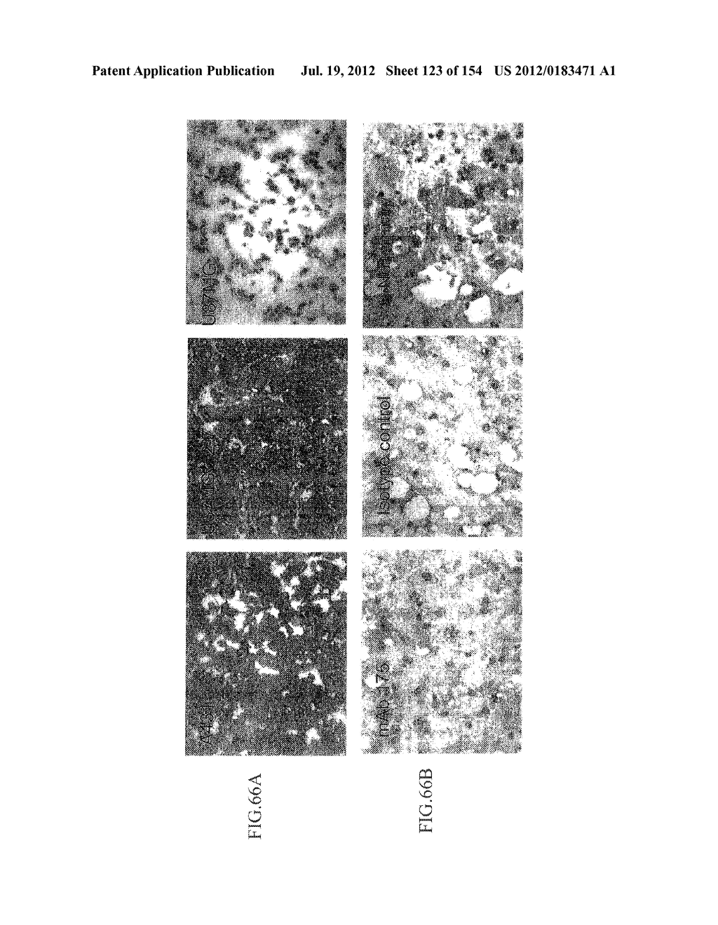 SPECIFIC BINDING PROTEINS AND USES THEREOF - diagram, schematic, and image 124