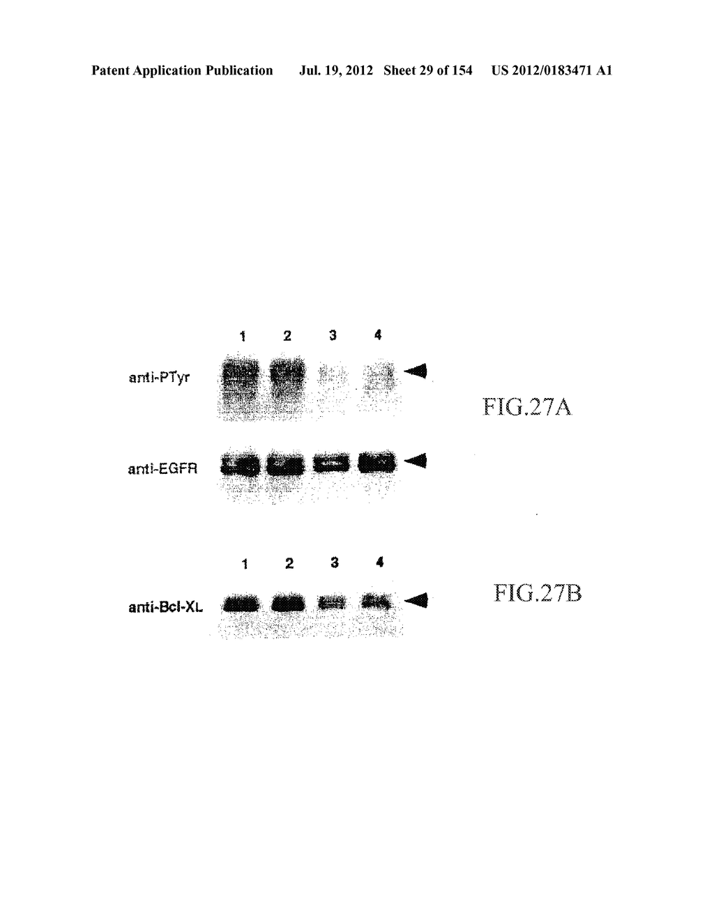 SPECIFIC BINDING PROTEINS AND USES THEREOF - diagram, schematic, and image 30