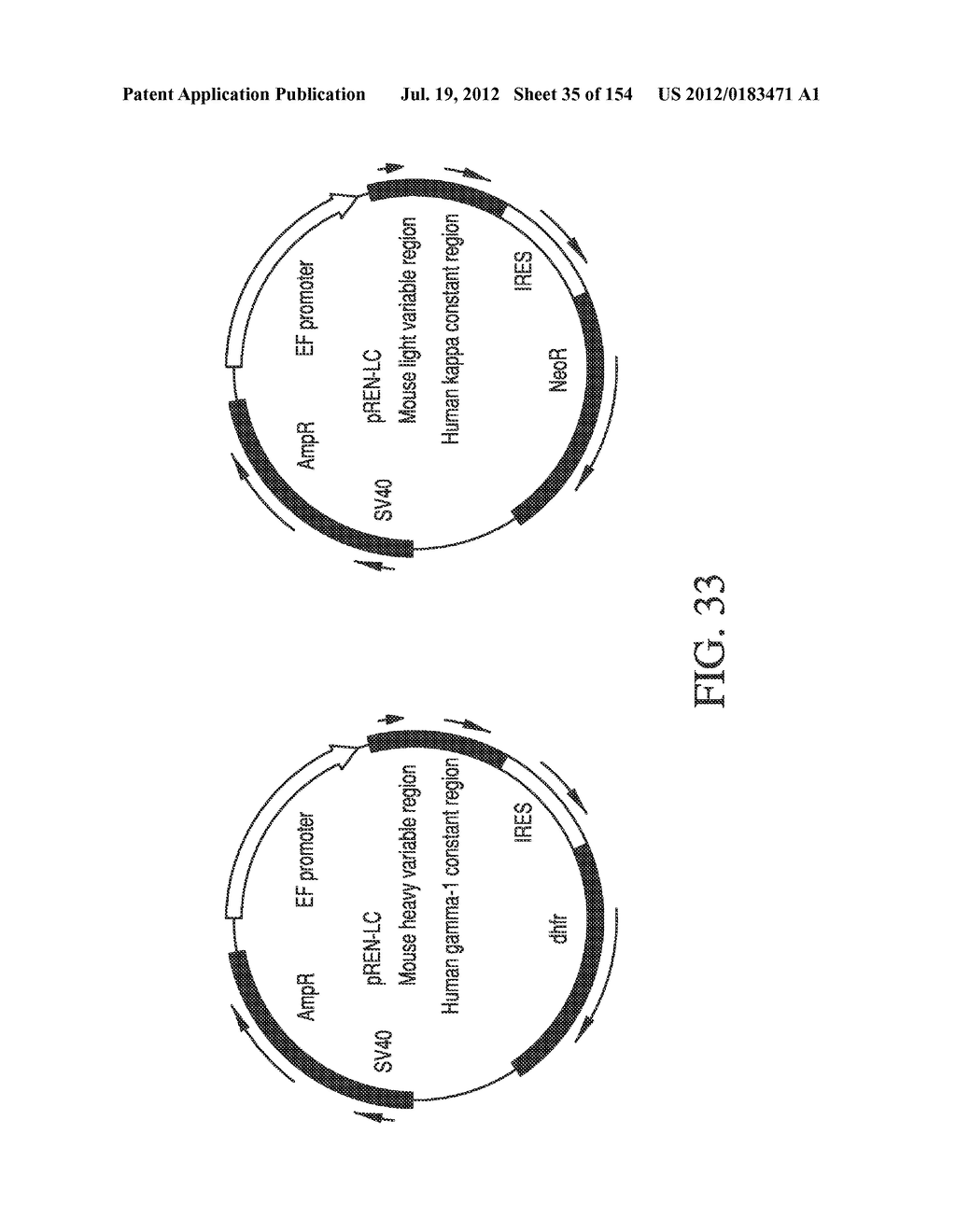 SPECIFIC BINDING PROTEINS AND USES THEREOF - diagram, schematic, and image 36