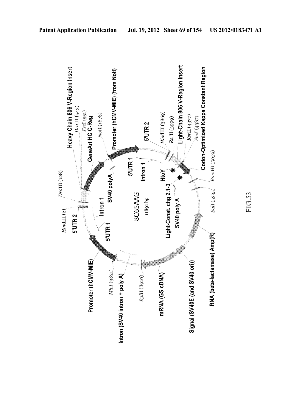 SPECIFIC BINDING PROTEINS AND USES THEREOF - diagram, schematic, and image 70