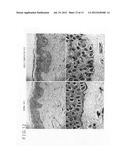 HEPARANASE ACTIVITY INHIBITOR diagram and image