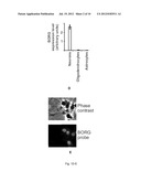 INDUCTION OF NEURONAL DIFFERENTIATION IN NON-NEURONAL CELLS  USING A     NUCLEIC ACID MOLECULE diagram and image