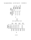 INDUCTION OF NEURONAL DIFFERENTIATION IN NON-NEURONAL CELLS  USING A     NUCLEIC ACID MOLECULE diagram and image