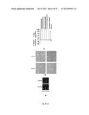 INDUCTION OF NEURONAL DIFFERENTIATION IN NON-NEURONAL CELLS  USING A     NUCLEIC ACID MOLECULE diagram and image