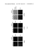 INDUCTION OF NEURONAL DIFFERENTIATION IN NON-NEURONAL CELLS  USING A     NUCLEIC ACID MOLECULE diagram and image