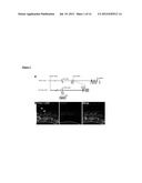 TCTEX-1 REGULATORY SEQUENCE AS STEM CELL MARKER diagram and image