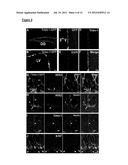 TCTEX-1 REGULATORY SEQUENCE AS STEM CELL MARKER diagram and image