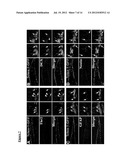 TCTEX-1 REGULATORY SEQUENCE AS STEM CELL MARKER diagram and image