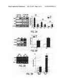 MOLECULAR TARGETS FOR TREATMENT OF INFLAMMATION diagram and image