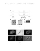 PNMT AS A NOVEL MARKER FOR PROGENITOR CELLS diagram and image