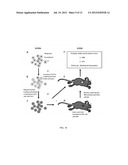 PNMT AS A NOVEL MARKER FOR PROGENITOR CELLS diagram and image