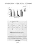 PNMT AS A NOVEL MARKER FOR PROGENITOR CELLS diagram and image