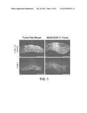 COMPOSITIONS AND METHODS COMPRISING VEGFR-2 AND VEGFR-3 ANTAGONISTS FOR     THE TREATMENT OF METASTATIC DISEASE diagram and image