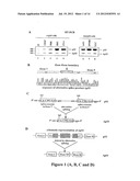 NOVEL HUMAN P53 SPLICE VARIANT DISPLAYING DIFFERENTIAL TRANSCRIPTIONAL     ACTIVITY diagram and image