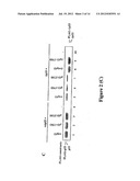 NOVEL HUMAN P53 SPLICE VARIANT DISPLAYING DIFFERENTIAL TRANSCRIPTIONAL     ACTIVITY diagram and image