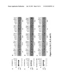 NOVEL HUMAN P53 SPLICE VARIANT DISPLAYING DIFFERENTIAL TRANSCRIPTIONAL     ACTIVITY diagram and image