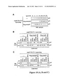 NOVEL HUMAN P53 SPLICE VARIANT DISPLAYING DIFFERENTIAL TRANSCRIPTIONAL     ACTIVITY diagram and image