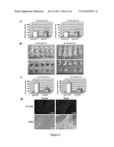 TREATMENT AND DIAGNOSIS OF IMMUNE DISORDERS diagram and image