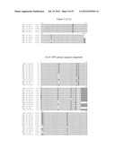 RECOMBINANT FELINE LEUKEMIA VIRUS VACCINE CONTAINING OPTIMIZED FELINE     LEUKEMIA VIRUS ENVELOPE GENE diagram and image