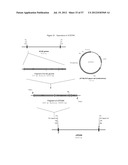 RECOMBINANT FELINE LEUKEMIA VIRUS VACCINE CONTAINING OPTIMIZED FELINE     LEUKEMIA VIRUS ENVELOPE GENE diagram and image