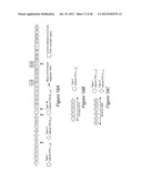 ANTIGEN COMPOSITIONS AND METHODS OF INHIBITING CAMPYLOBACTER JEJUNI     BACTERIAL INFECTION AND USES OF THE ANTIGEN COMPOSITIONS diagram and image