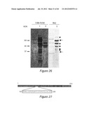 ANTIGEN COMPOSITIONS AND METHODS OF INHIBITING CAMPYLOBACTER JEJUNI     BACTERIAL INFECTION AND USES OF THE ANTIGEN COMPOSITIONS diagram and image