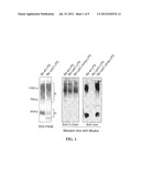 MODIFIED GRAM-NEGATIVE BACTERIA FOR USE AS VACCINES diagram and image