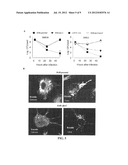 MODIFIED GRAM-NEGATIVE BACTERIA FOR USE AS VACCINES diagram and image