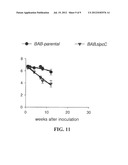 MODIFIED GRAM-NEGATIVE BACTERIA FOR USE AS VACCINES diagram and image