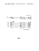 Compositions And Methods For Regulation Of Tumor Necrosis Factor-Alpha diagram and image