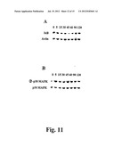 Compositions And Methods For Regulation Of Tumor Necrosis Factor-Alpha diagram and image