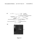 Design and construction of Bifunctional Short Hairpin RNA diagram and image