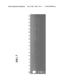 METHOD FOR IDENTIFYING E. COLI M-17 diagram and image