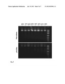 METHOD FOR FUNCTIONAL TESTING OF SITE-SPECIFIC DNA METHYLATION diagram and image