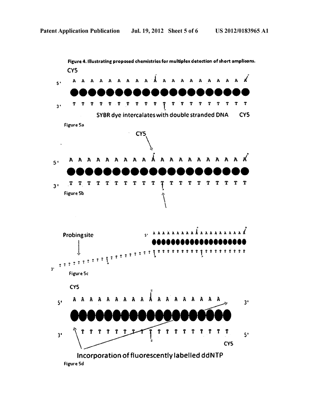 NUCLEIC ACID DETECTION - diagram, schematic, and image 06