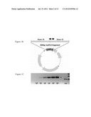 DETECTION AND QUANTITATION OF INSULIN RECEPTOR ALPHA ISOFORM OR BETA     ISOFORM diagram and image