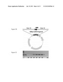 DETECTION AND QUANTITATION OF INSULIN RECEPTOR ALPHA ISOFORM OR BETA     ISOFORM diagram and image