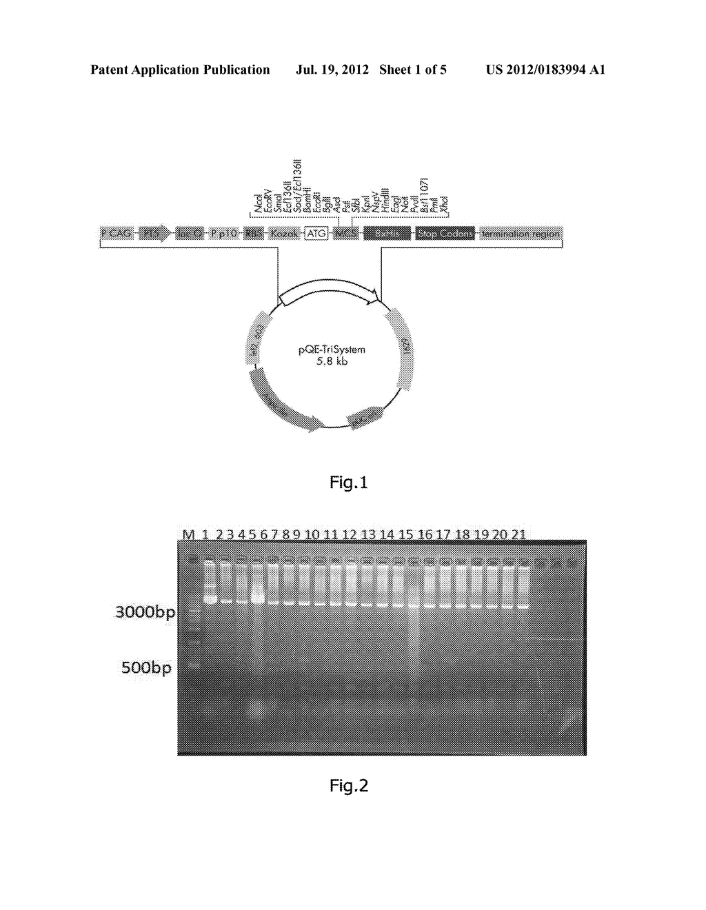 Vector for Expression of hEGF and Uses Thereof - diagram, schematic, and image 02