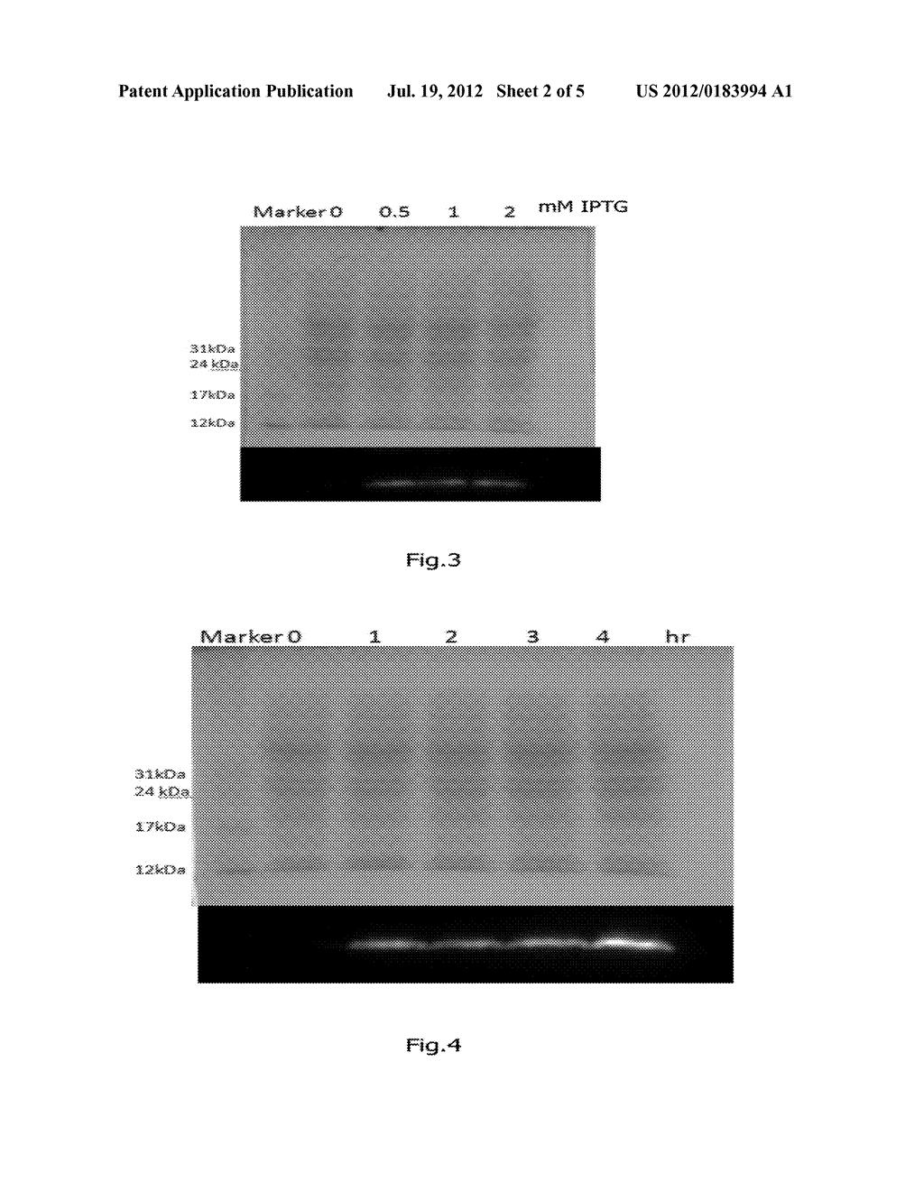 Vector for Expression of hEGF and Uses Thereof - diagram, schematic, and image 03