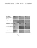 Vector for Expression of hEGF and Uses Thereof diagram and image