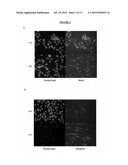 Methods and Compositions For Reprogramming Cells diagram and image