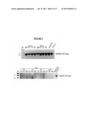 Methods and Compositions For Reprogramming Cells diagram and image